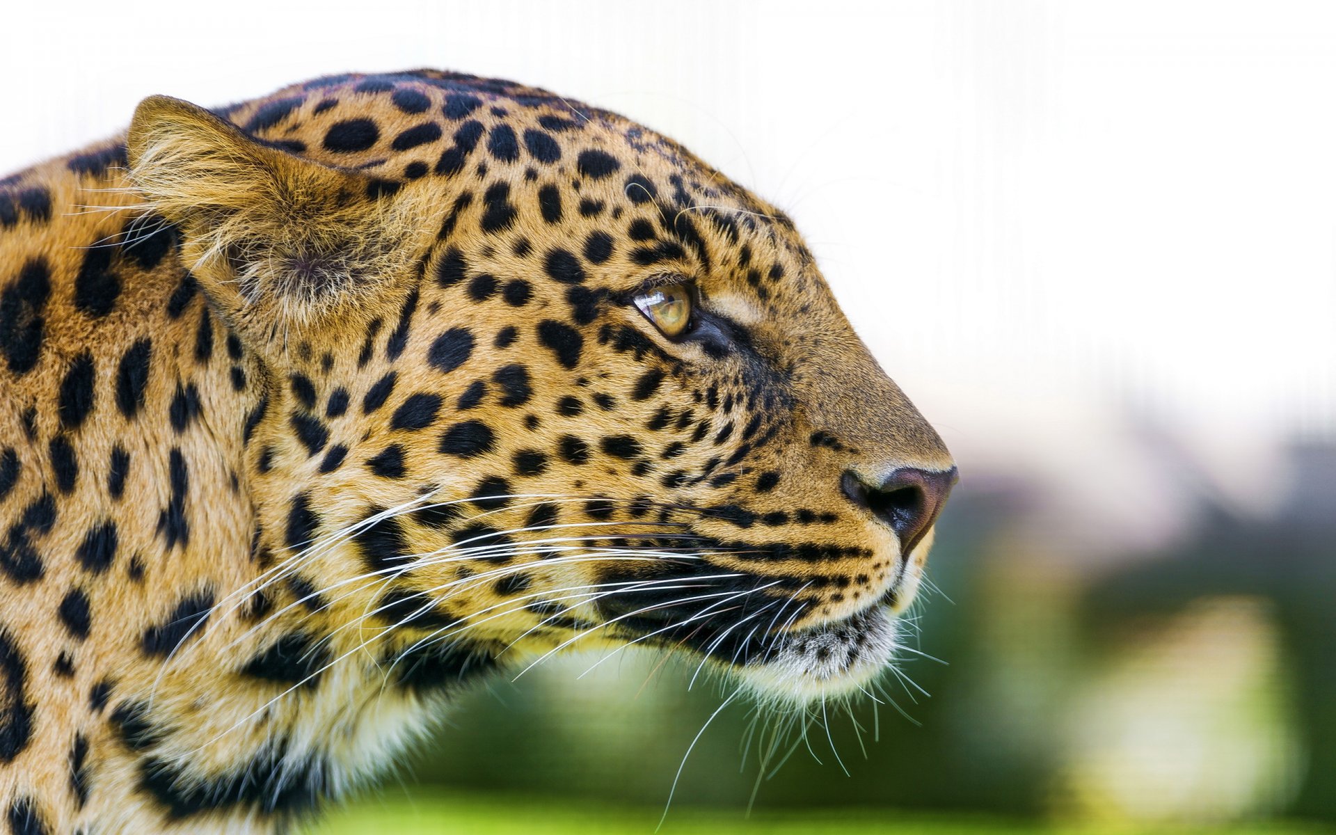 leopard panthera pardus face section predator view
