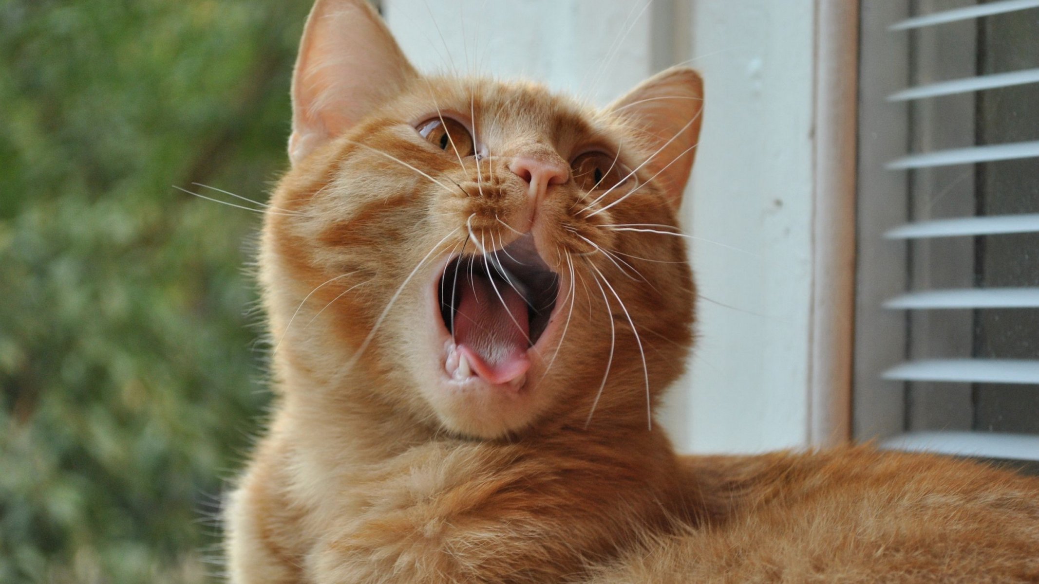cat red is mustache yawn