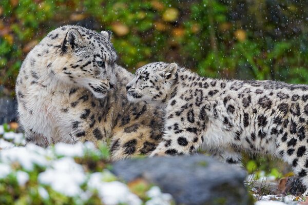 A snow leopard cub approaches its mother