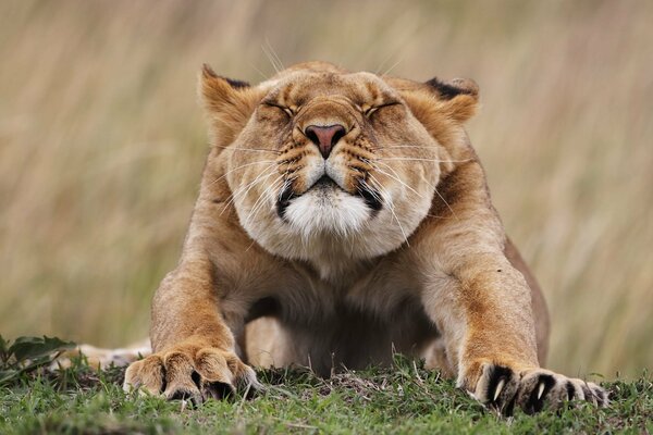 The lioness stretches her paws forward