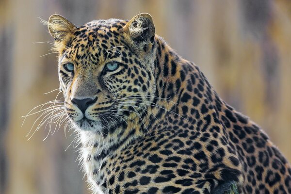 A large spotted leopard with blue eyes