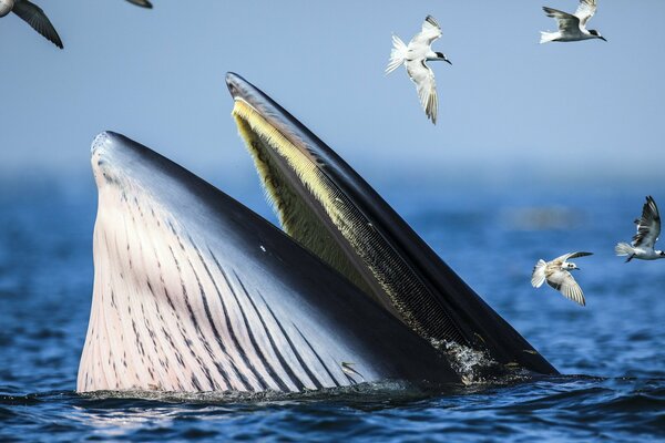 The whale emerged from the blue sea