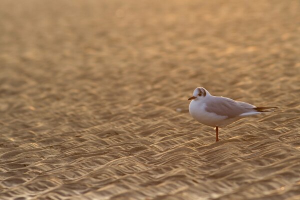 A seagull bird on the sand