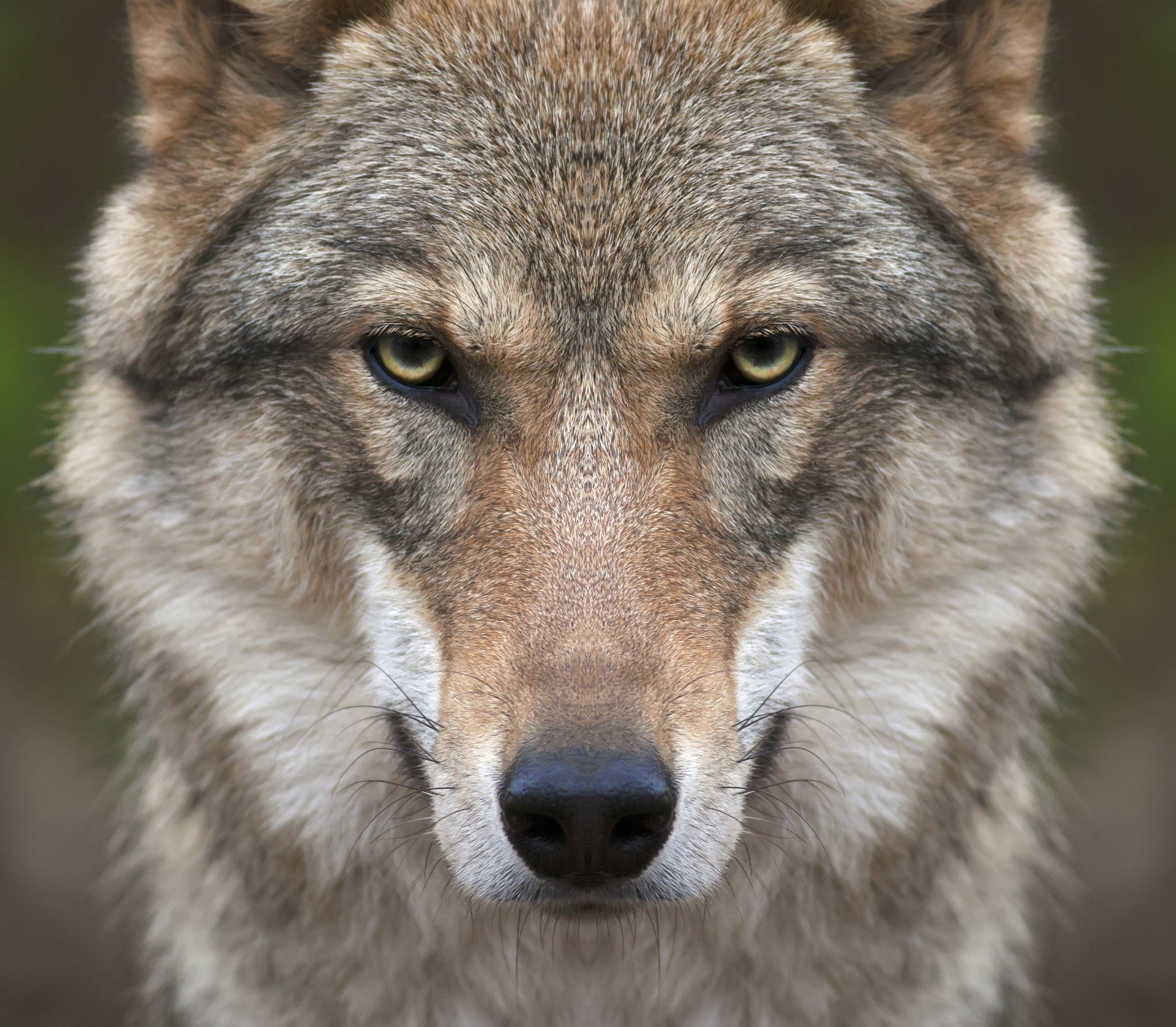 wolf face view predator