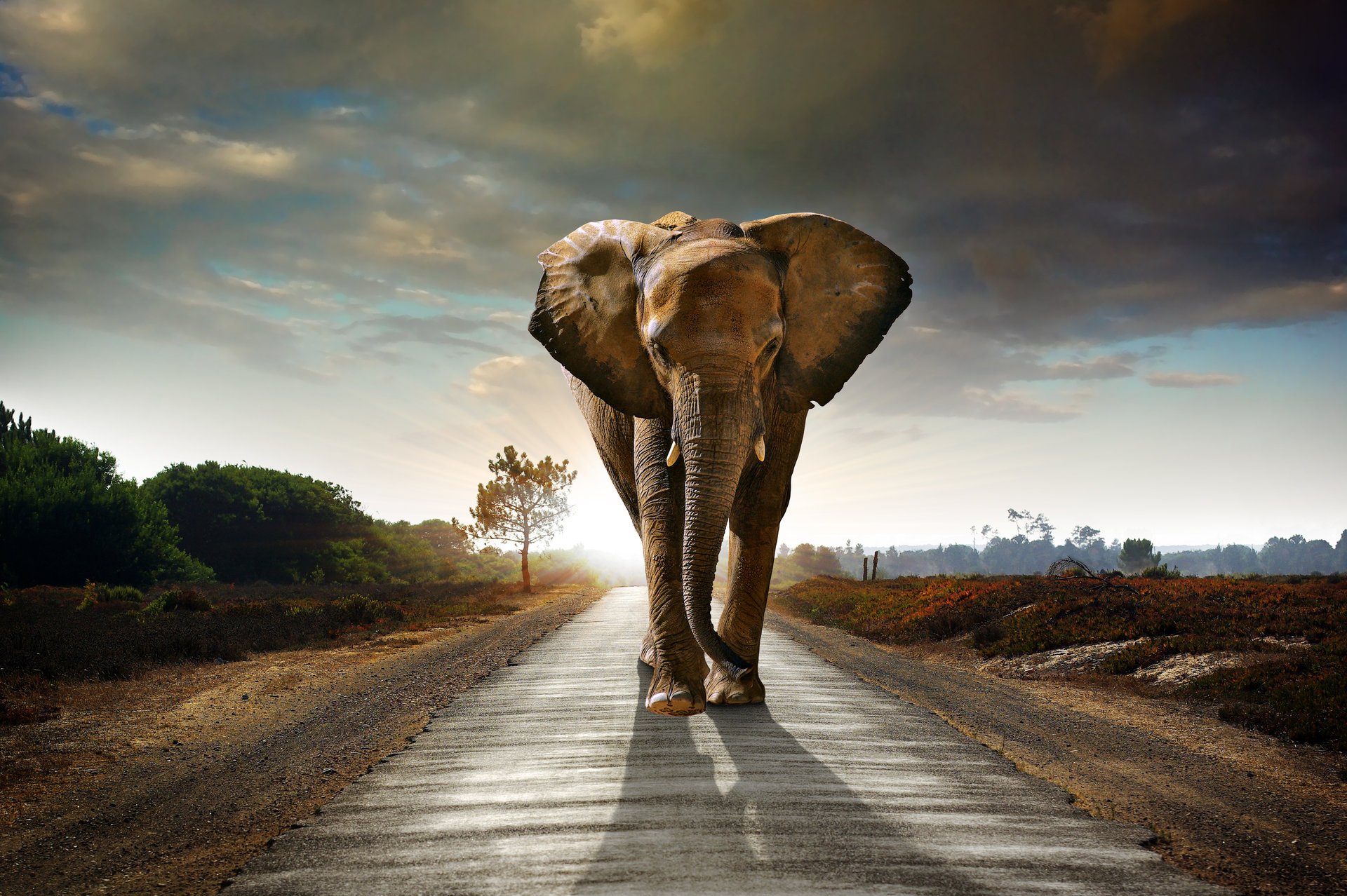 elephant road sky clouds bush