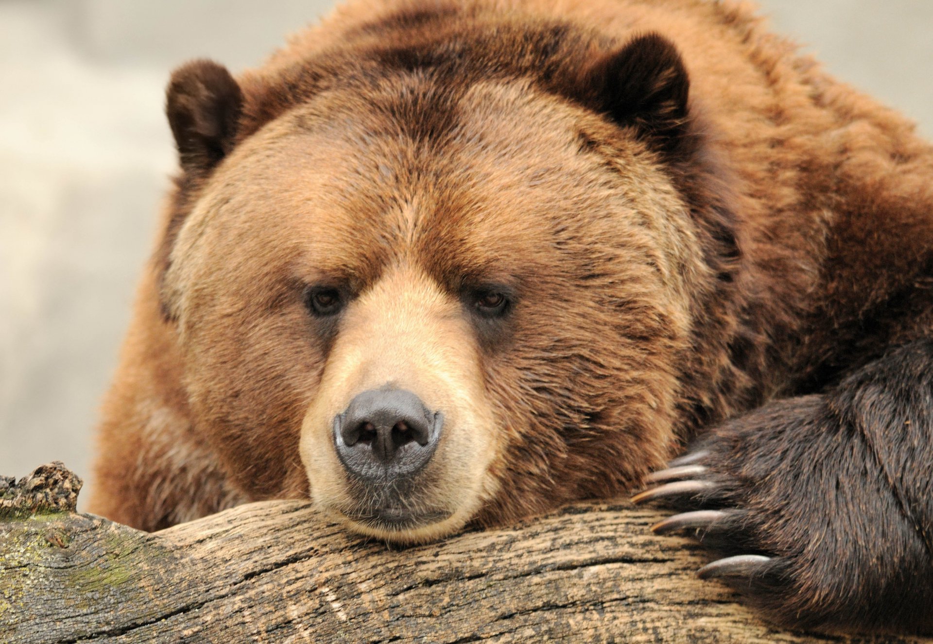 bear brown brown muzzle strength beauty claws thinks nature log rest bokeh wallpaper