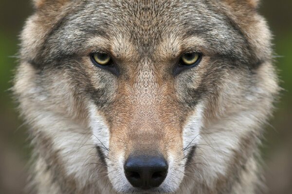 The wolf is a predator. Sharp eyes. The wolf s muzzle