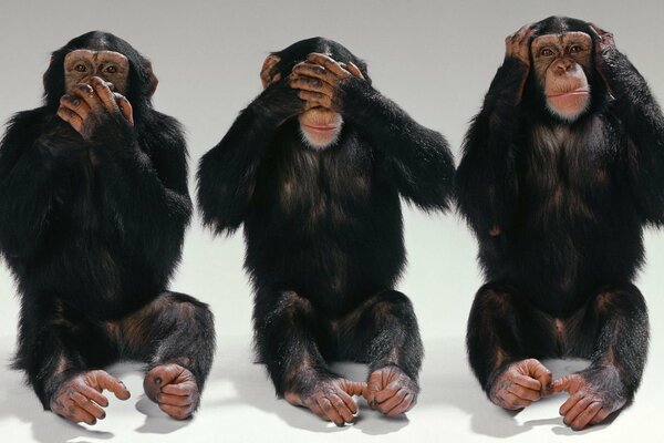 Three monkeys in different poses