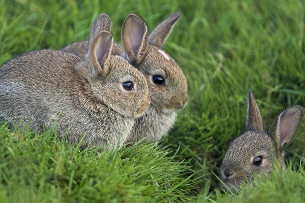A family of rabbits in the grass