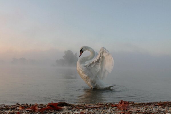 A swan floating in a foggy sea