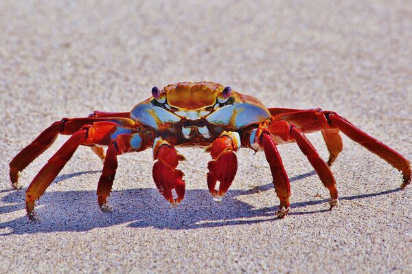 Colorful crab on the sand