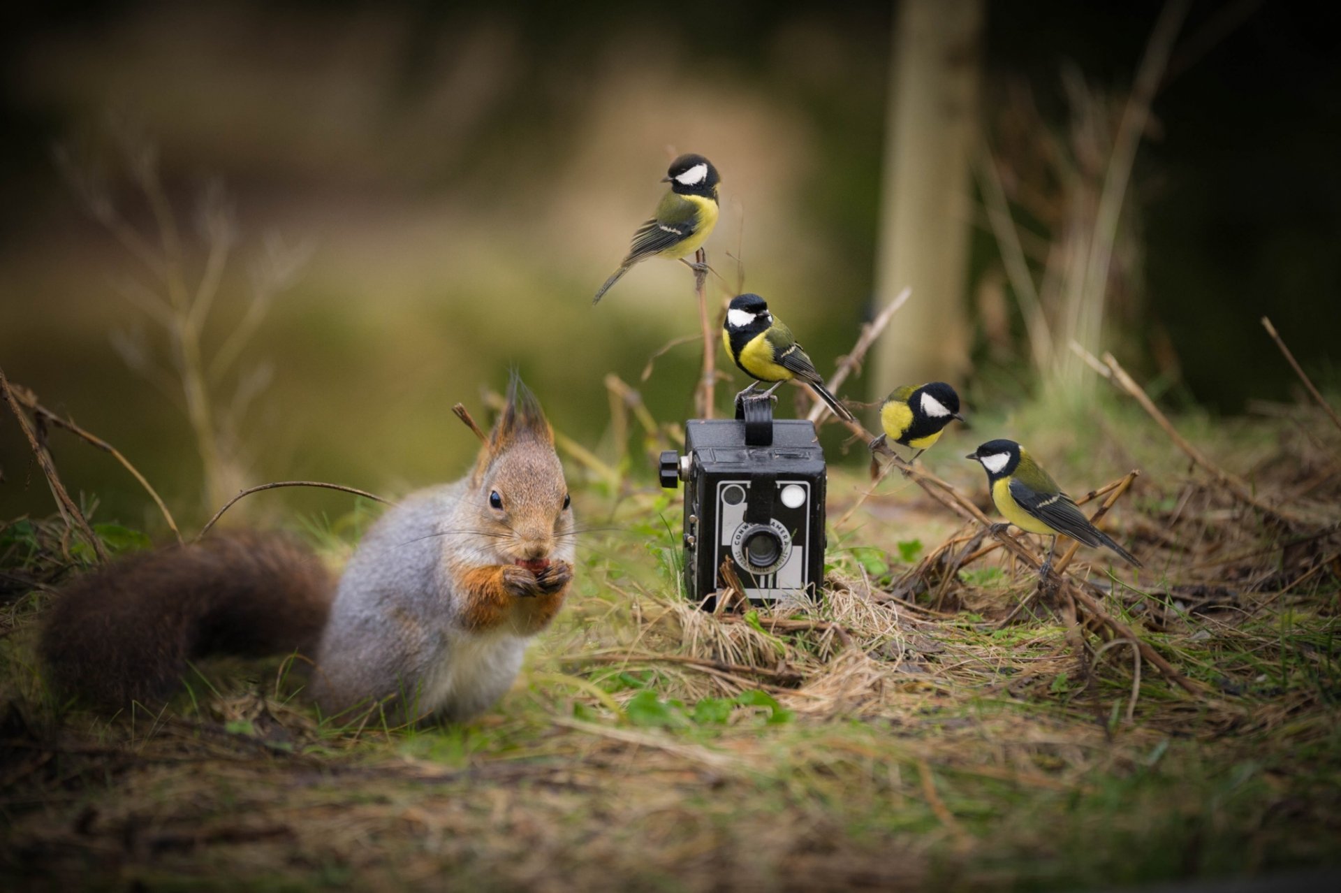 quirrel birds tits camera camera situation nut gnawing grass forest nature breast photo hd