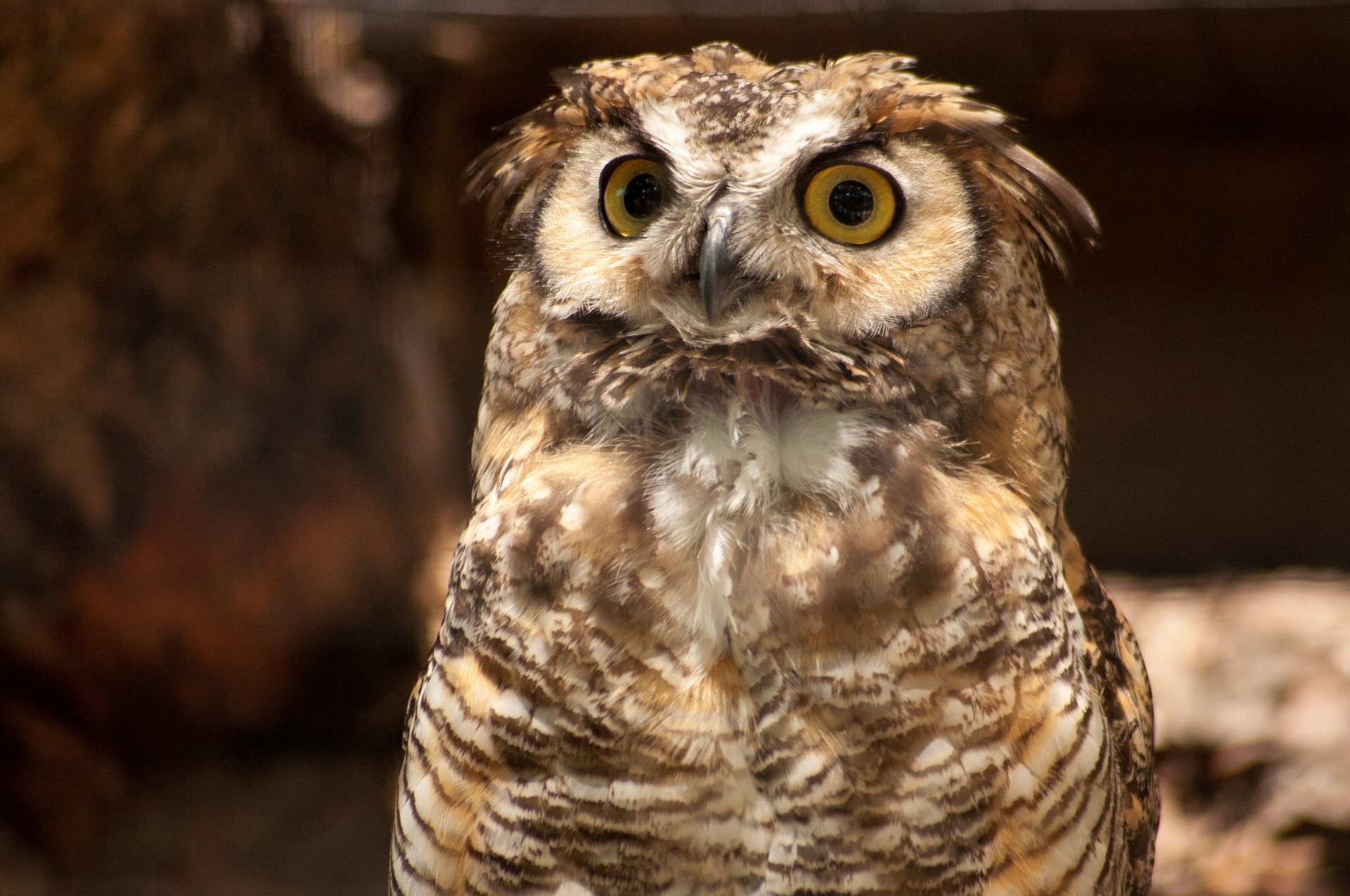 great horned owl owl poultry