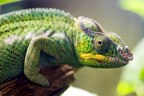 Photo of the chameleon s eye close