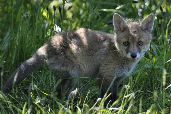 A little fox cub in the grass