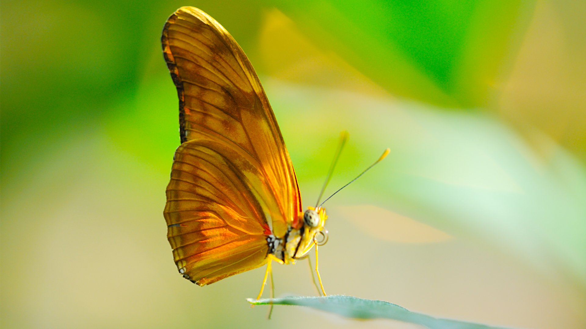 butterfly insect close up wings sheet sun probosci