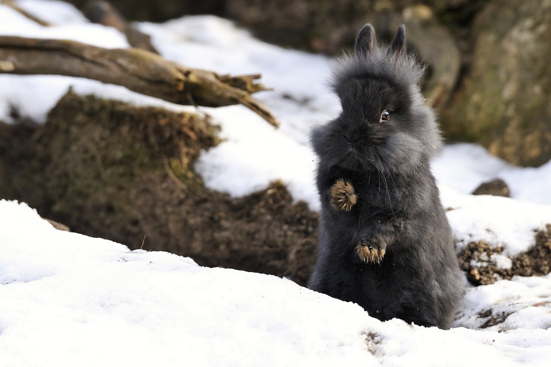 rabbit snow winter