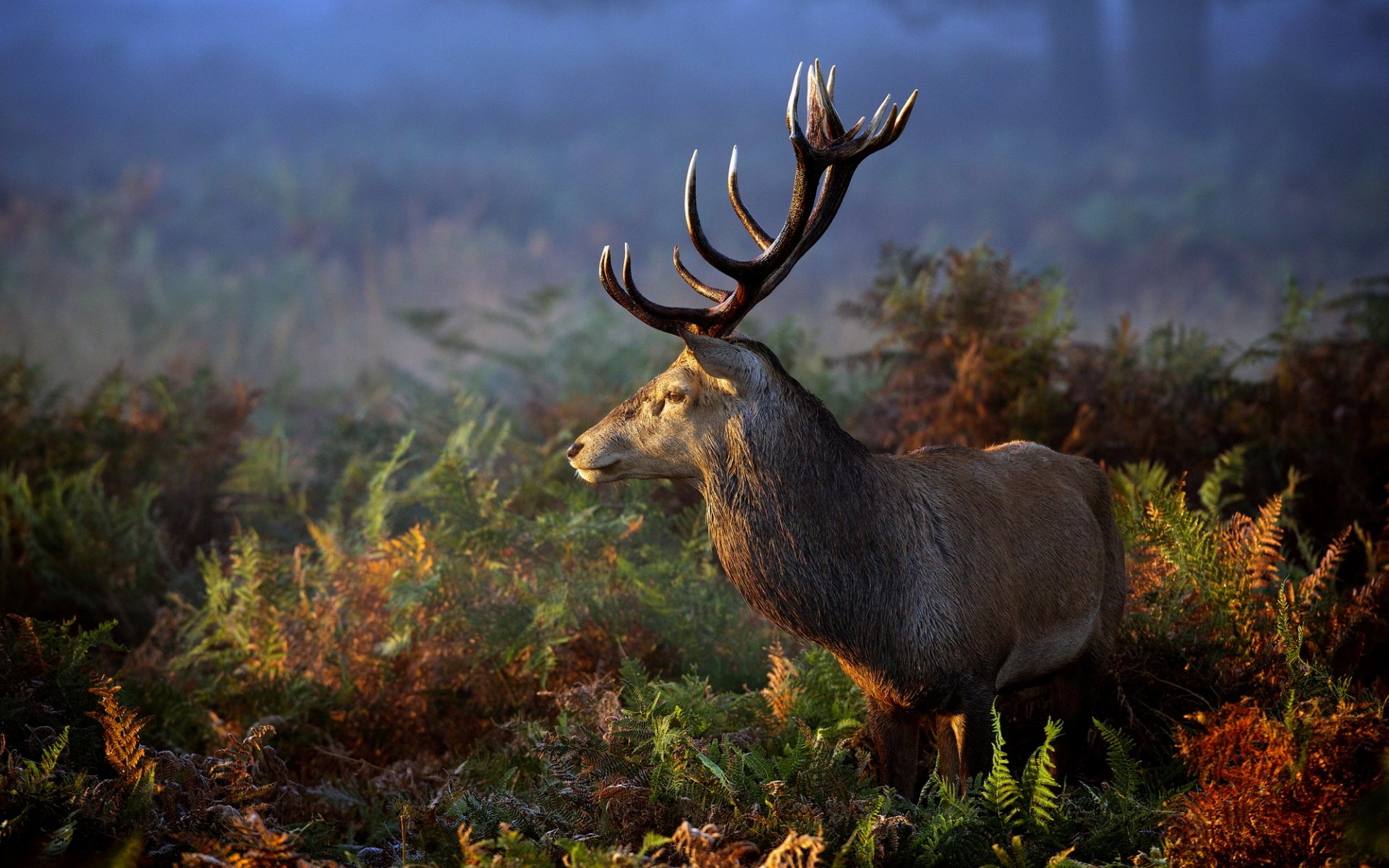 reindeer nature grass animals horn