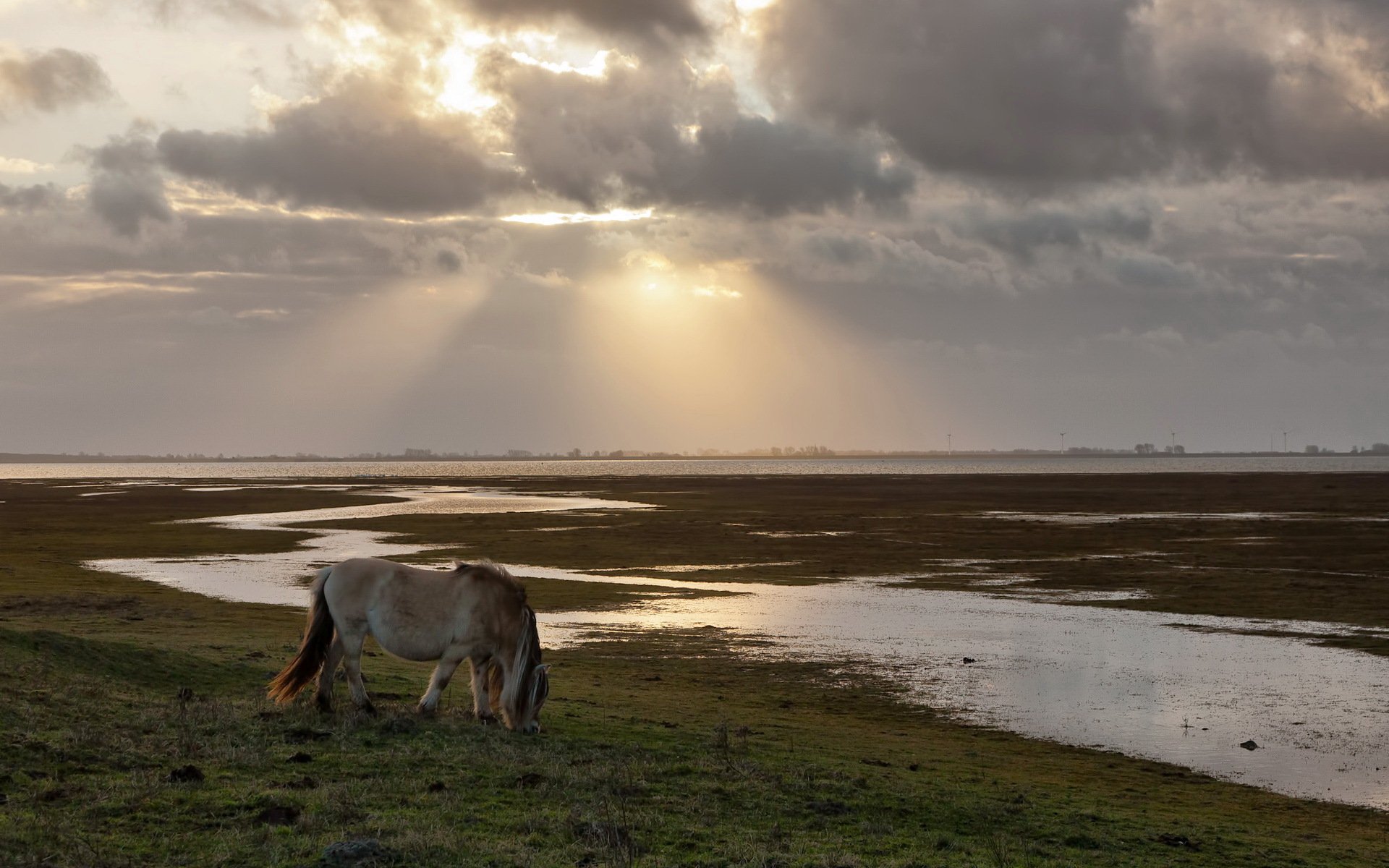horse the field rays nature