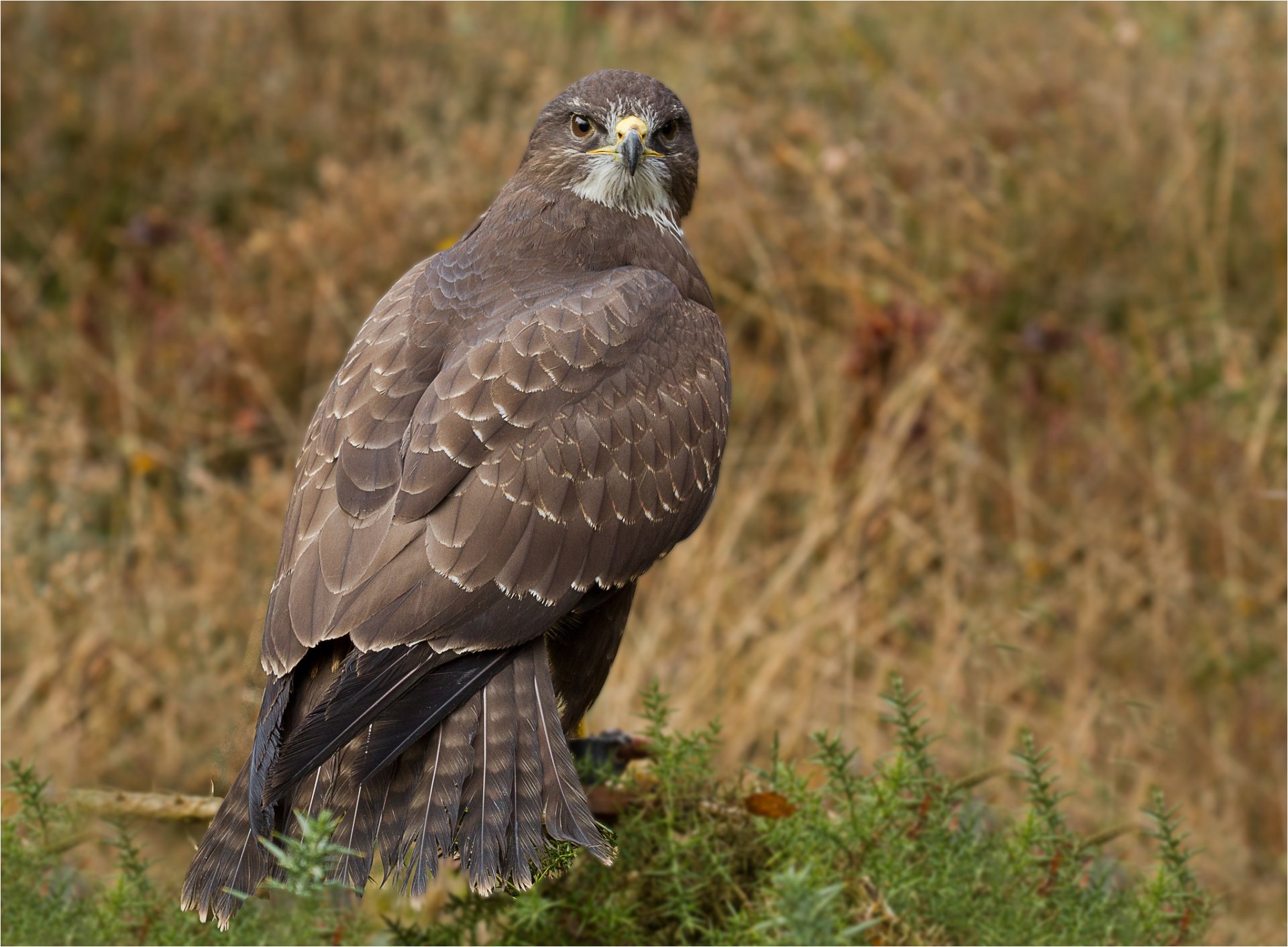 poultry predator buzzard hawk view
