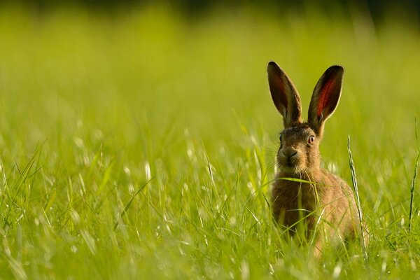 The big-eared hare is hiding in the grass, summer