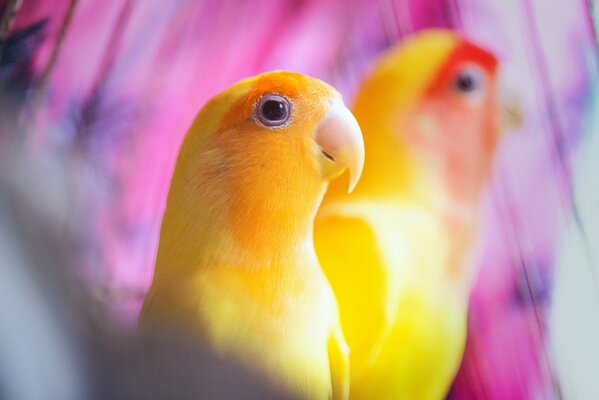 Bright yellow parrots on pink