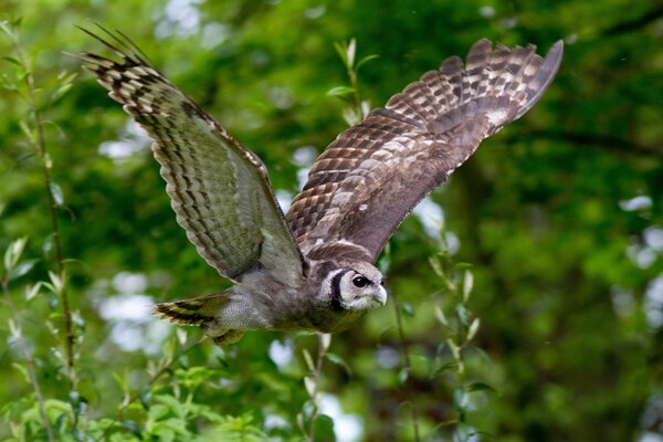The flight of an owl against the background of green trees