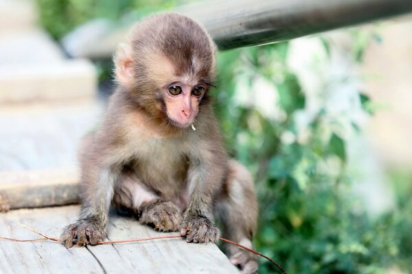 Baby monkey in the wild on a blurry background