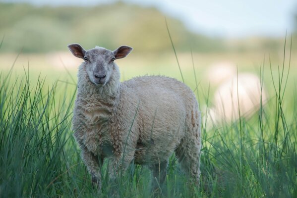 White sheep in the grass on a blurry background