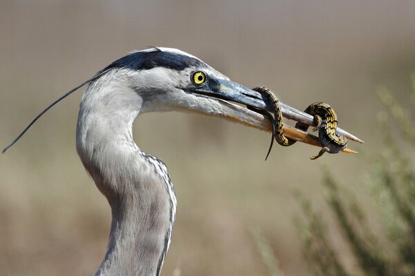 Big blue heron with a lizard