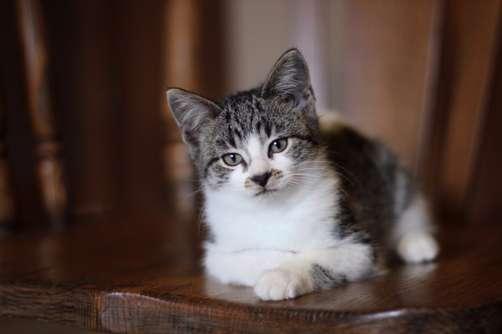 cat kitten view gray eyes i