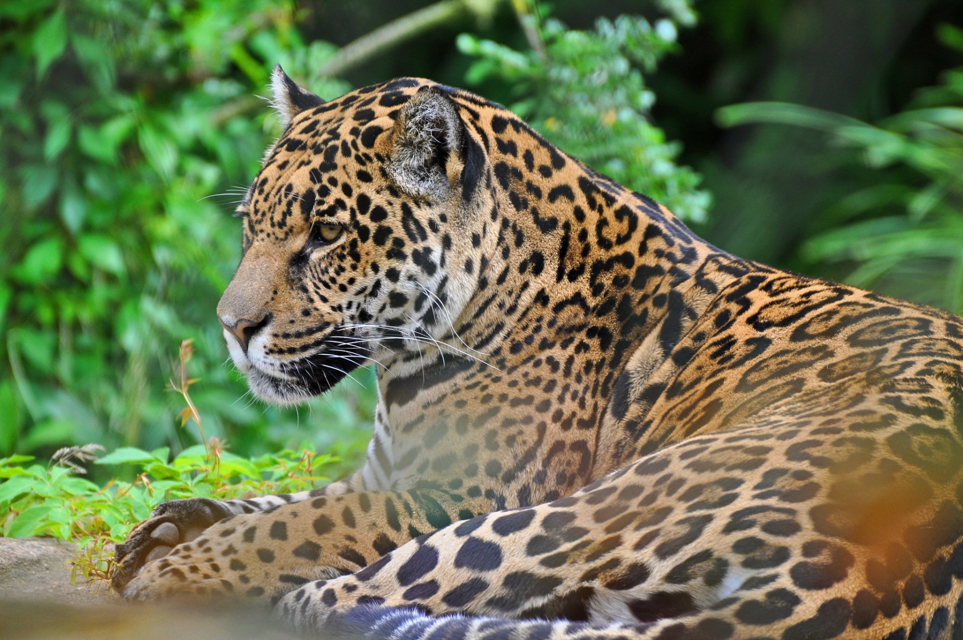 jaguar face predator wild cat panthera onca