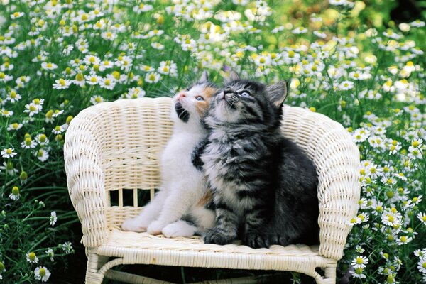 Two kittens on a chair in the garden
