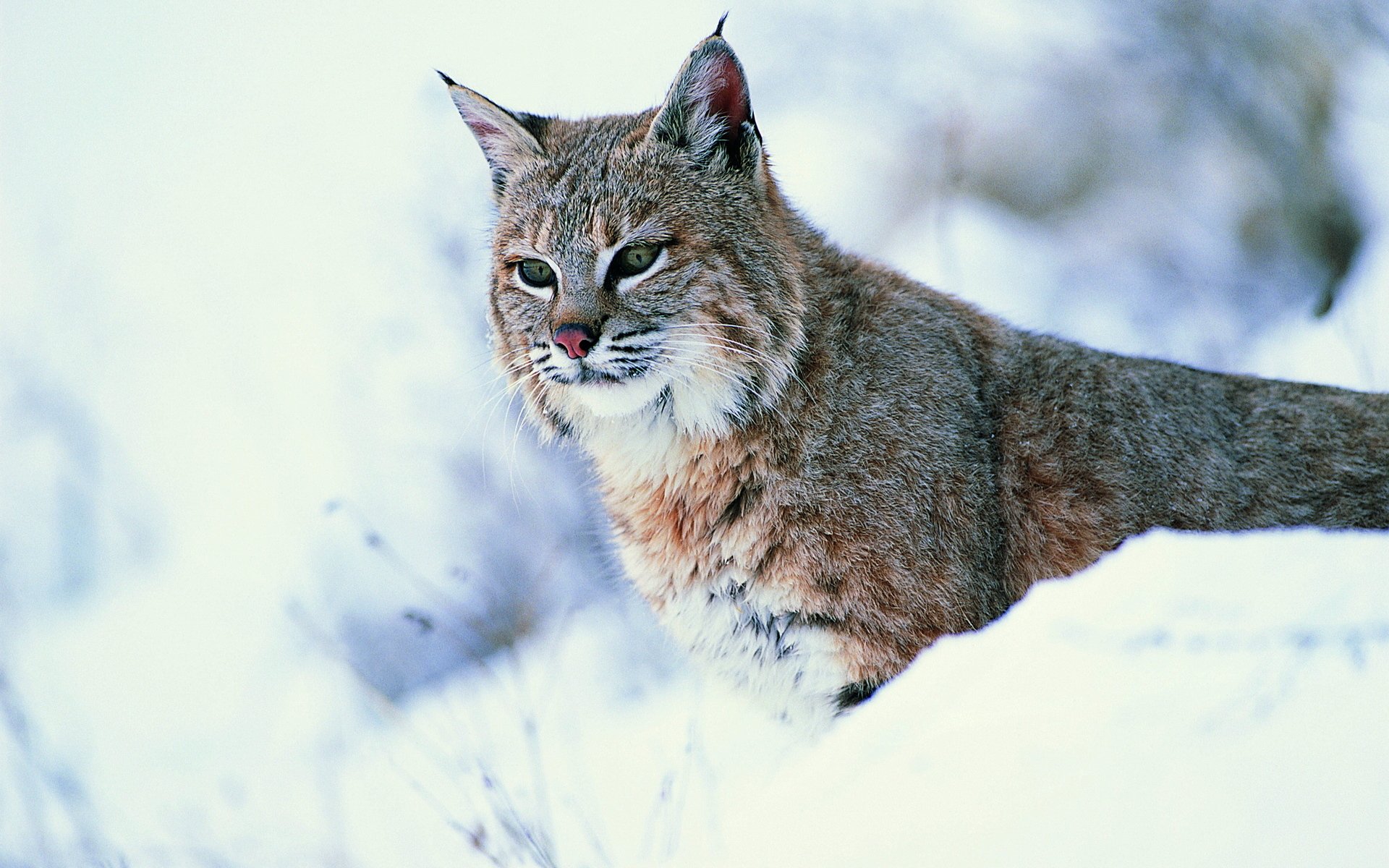 lynx snow view wild cat