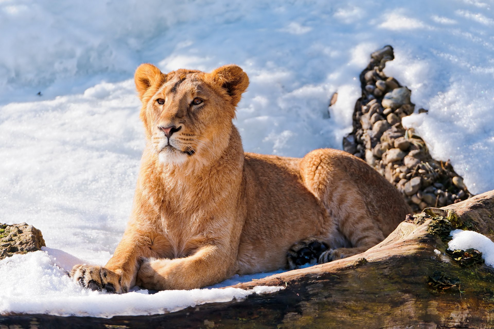 leo young is watches in the snow