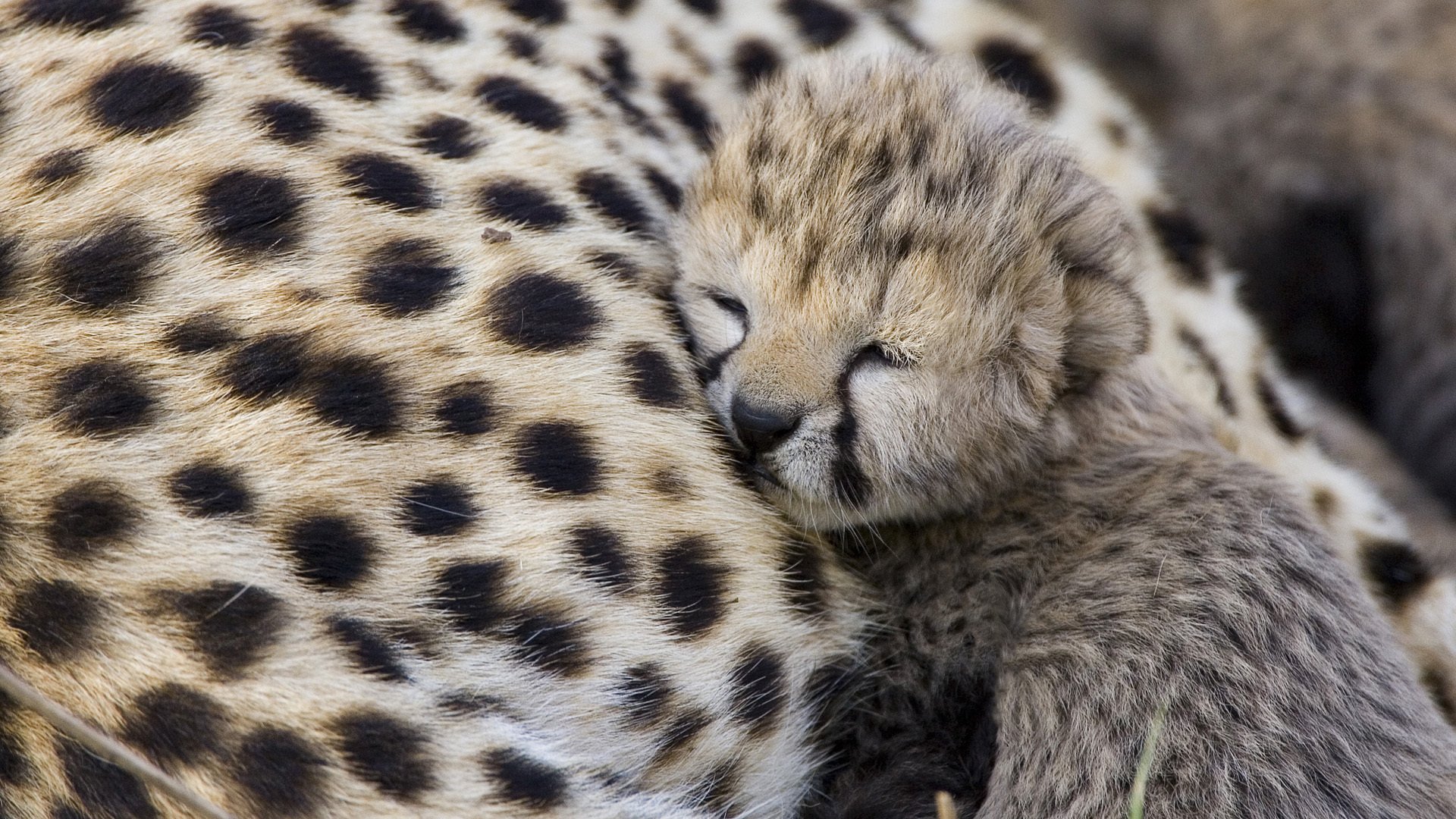 cheetah predator