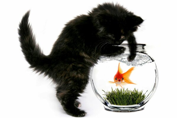 A cat with a goldfish in an aquarium