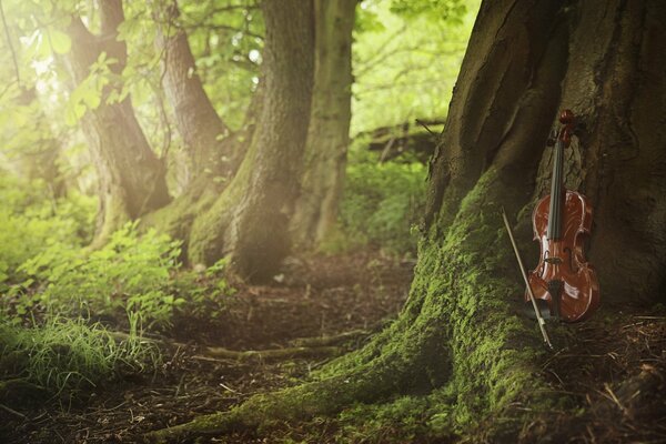 A violin by a tree in a green forest