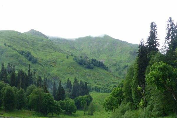 Green hills with trees