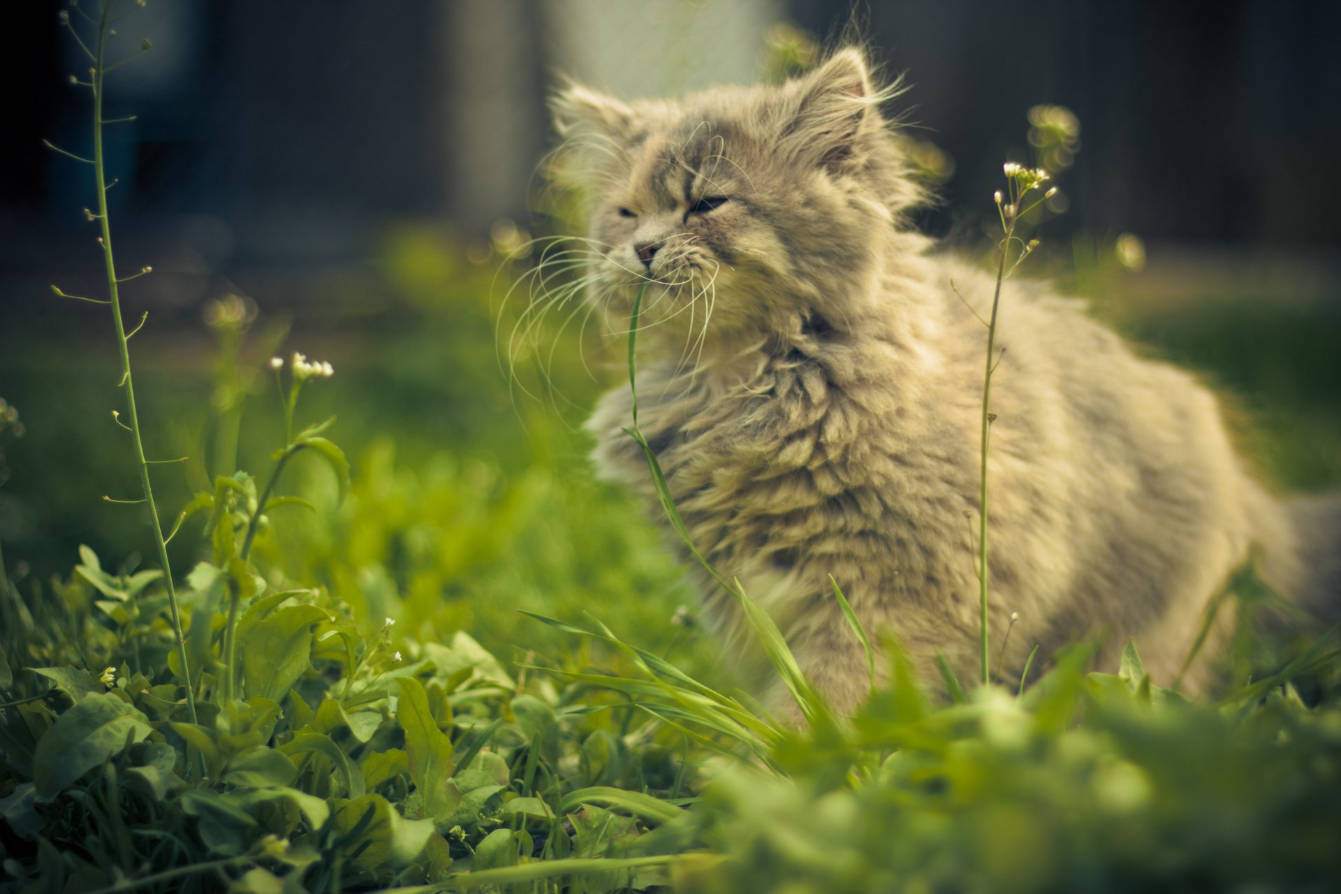 cat grass summer serenity vista