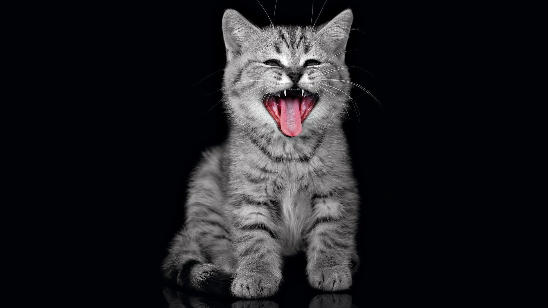 cat kitten yell