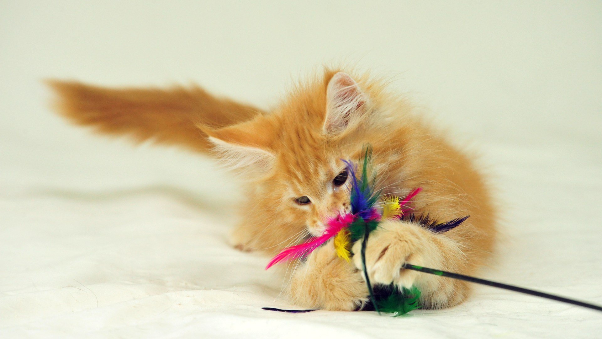 cat toys play