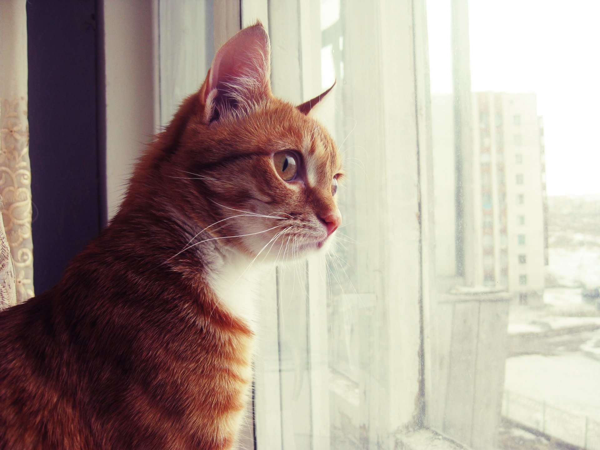 cat red watches of the window interesting