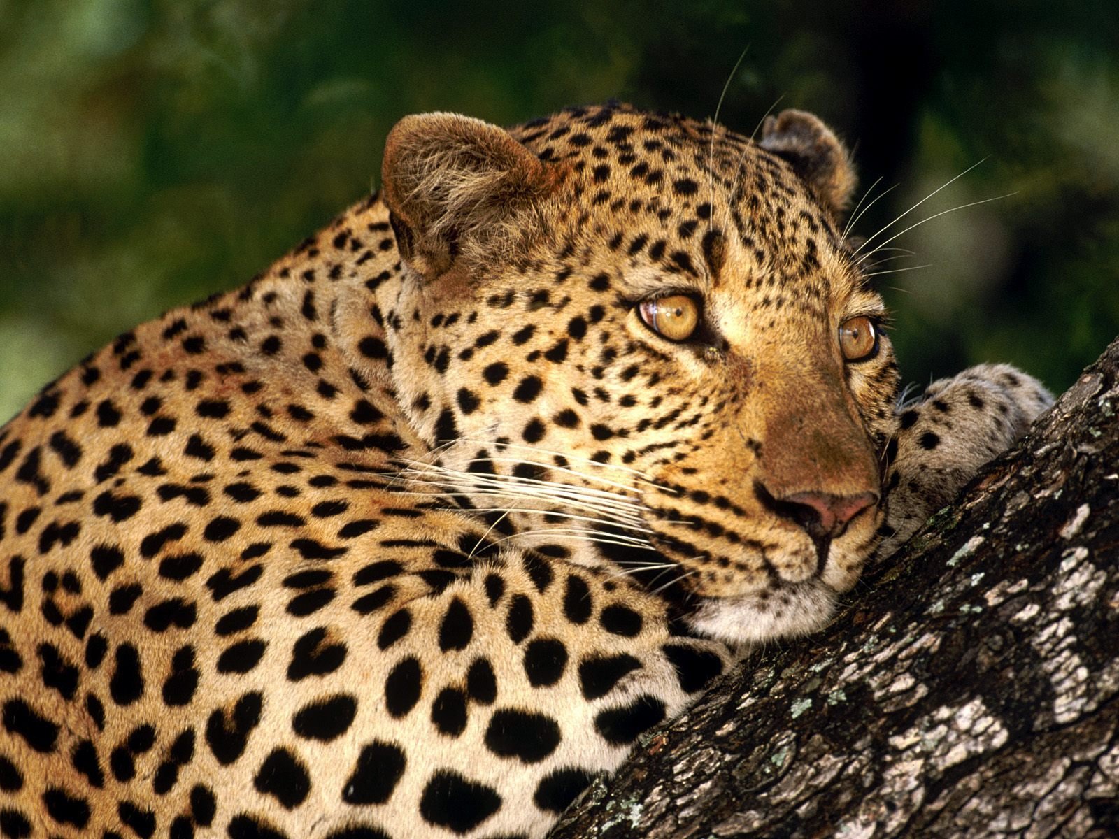 cat spots leopard