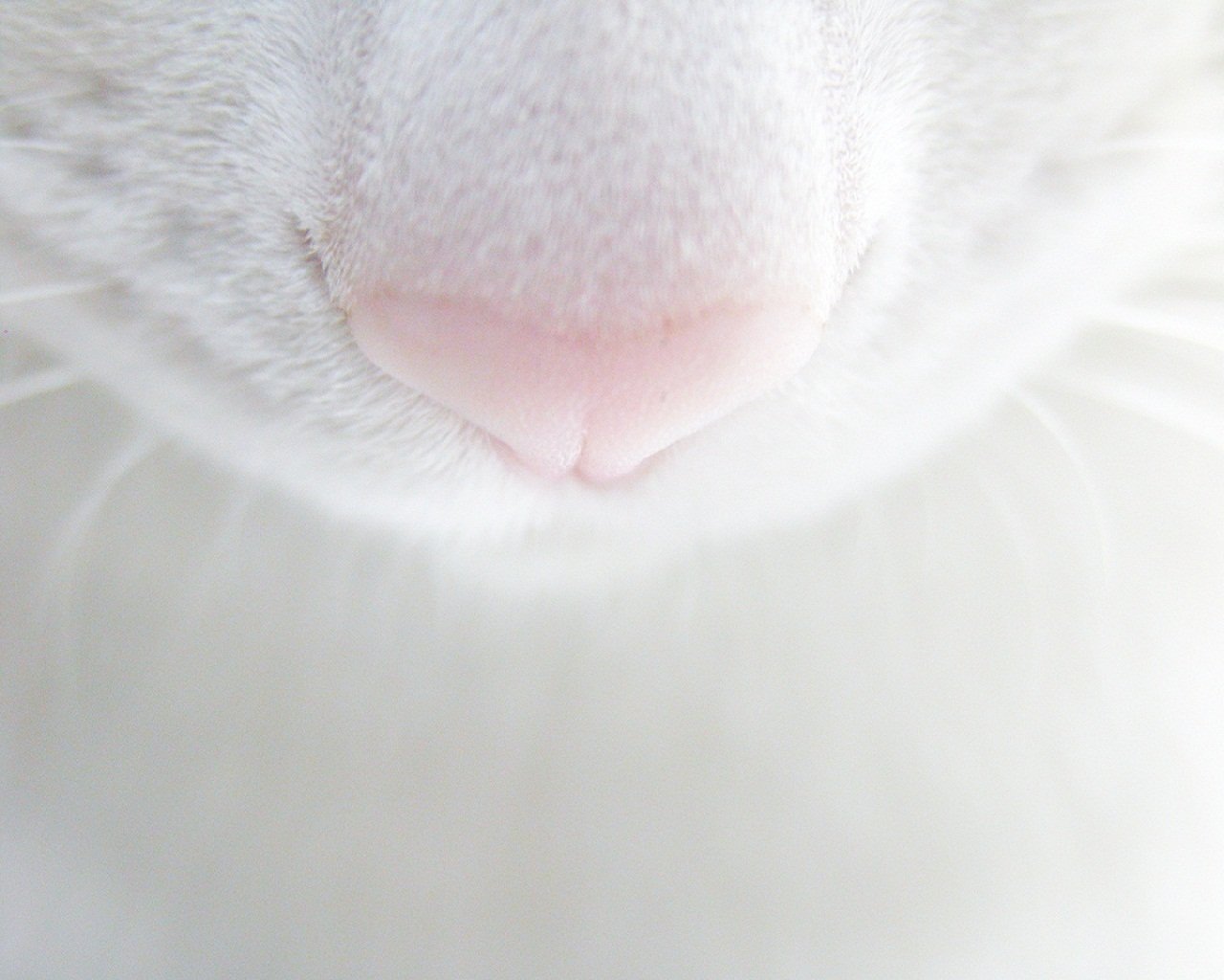 koshak bow mustache