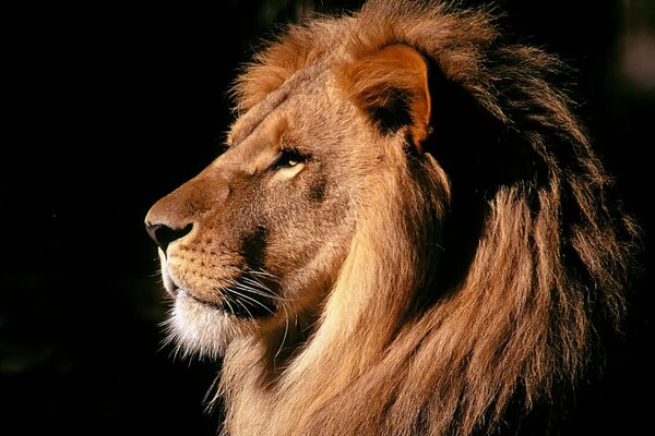 The noble profile of the King of Beasts