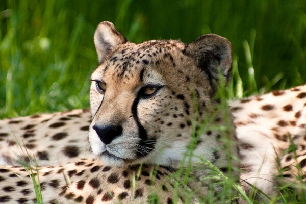 An adult cheetah enjoys the sun in the green grass