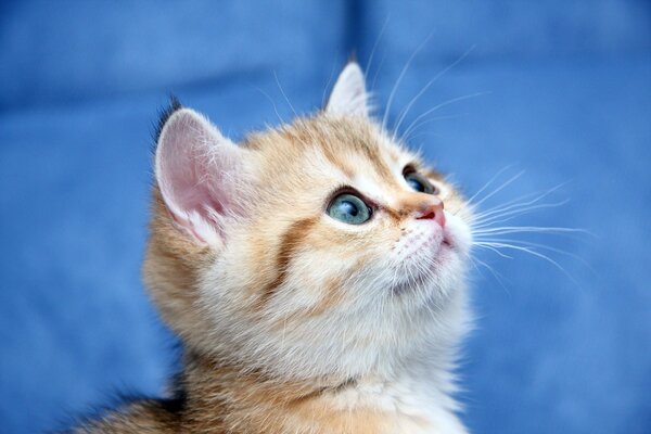A small striped kitten with blue eyes