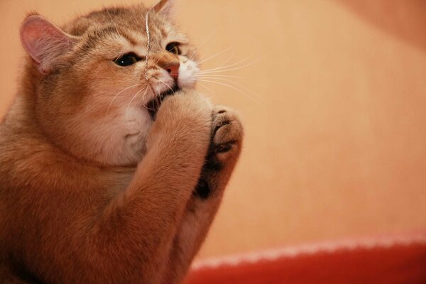 Funny ginger cat playing with his paws