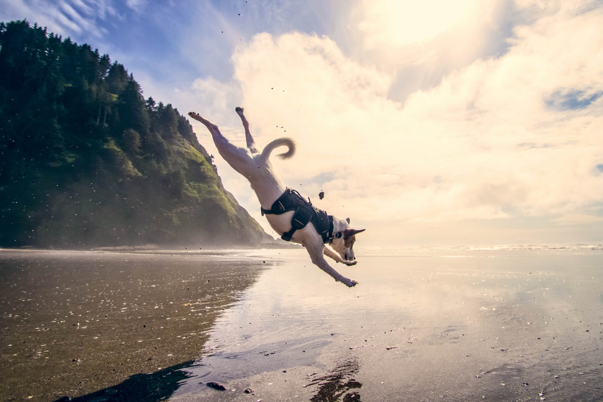 dog jump sea water